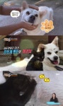 세상에 이런 일이, 강아지와 고양이가 모녀지간?…애틋한 사연 공개