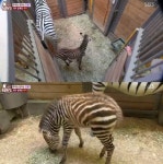 동물농장, 국내 최초 얼룩말 인공포육…어미 대신 인형을 따르는 루카