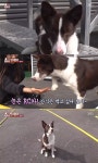 동물농장 RC카를 사랑하는 천재견…뒤집힌 차 복구 능력까지