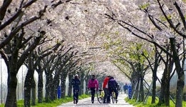 황령산 벚꽃, 부산 봄꽃 명소는 또 어디? 10군데 어딘가보니…