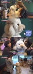 동물농장 방화동 인기스타 스탠더드 푸들 등장…견주 사람들의 시선 즐겨