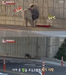 동물농장 차우차우, 옷 입은 채로 떠돌이 생활 하게 된 이유는? 늘 같은 자리에서…