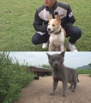 동물농장 2019 독풀러 대회 2연패 도전하는 자몽이·품종묘 유기사건 조명