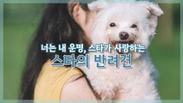 [NI카드뉴스] 너는 내 운명, 스타가 사랑하는 스타의 반려견