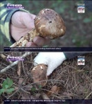 강릉 오대산 송이버섯, 고단백 저칼로리 가을버섯 제왕