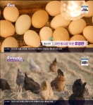 진주 유정란, 자연 방사로 키운 건강한 맛