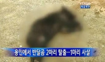 경기도 용인시, 반달가슴곰 2마리 탈출…1마리 사살