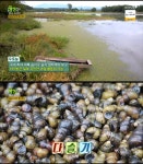 엄마는 슈퍼우먼, 창녕 우포늪 마지막 육지 해녀