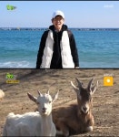 2TV생생정보 이피디, 태백 산양목장-강릉 마늘 닭강정