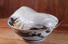 대만의 한 식당, 바다 바퀴벌레 심해등각류 라멘 공개