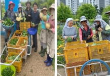 인천형 공동체 도시텃밭 수확농산물 지역사회 나눔