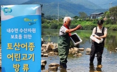 경기도, 강·하천에 붕어 및 다슬기 총 59만 마리 방류