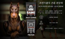 킹불리 프렌치불독 전용 강아지 영양제, 머슬불리 한국 정식 출시