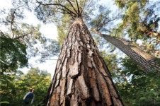 ‘쭉쭉빵빵’ 울진 금강송 안아볼까