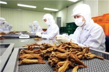 동원F&B의 장인정신 프리미엄 ‘홍삼’ 큰 결실