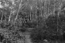 [당당한 인생2막 50+]수입소에 목장 접은 목동 자작나무 숲지기 새인생