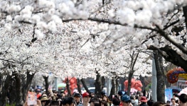 사학연금, “여의도 벚꽃축제 쉼터 열어요”