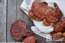 약용버섯 차로 관리하는 가을철 환절기 건강