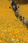 [Story포토] 인기몰이 핑크뮬리 서울 핫스팟 올림픽공원 vs 하늘공원