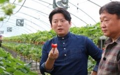 [강레오 셰프가 찾은 산지의 맛] 이장호 농부의 전남 장성군 진원면 ‘딸기’