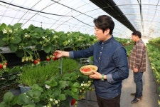 [강레오 셰프가 찾은 산지의 맛] 이장호 농부의 전남 장성군 진원면 ‘딸기’
