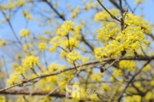 [ER포토] 봄맞이 나선 서울숲 8만 5000송이 튤립정원