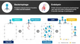 대세로 떠오른 인트론바이오, 슈퍼박테리아 게섯거라