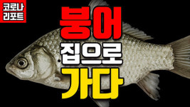 [지식 동영상] 붕어 집으로 가다?
