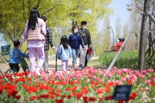 [Story 포토] 세상 봄꽃 12만본을 한자리에...서울 식물원 봄꽃 전시 개막