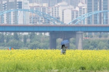 [ER 포토] 힐링하기 좋은 유채꽃 만발 산책코스 반포한강공원 서래섬
