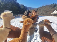 설 명절 맞아 아이와 가볼만한곳, 겨울 동물나라 알파카월드