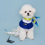 반려동물과 여행을…에어부산, 펫 수송 1만건 돌파