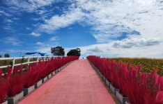 추석 연휴는 가족과 함께 핑크빛 농협안성팜랜드에서