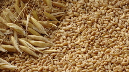 농진청, 국산 귀리에 사포닌 종류많고 함량 풍부 확인…항암·면역개선 효과