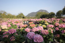 여름꽃 수국 여행 특집 : 전국은 지금, 水菊 축제 중 (종합) [여행관광]