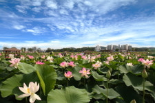 [포토] 함안 연꽃 테마파크, 울미연꽃마을, 성호 호수 연꽃단지, 관곡지 연꽃테마파크, 옥동 연꽃 방죽
