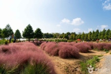 [가을을 기다리며] 이국적 팜파스의 9월, 태안 청산수목원(3/5)