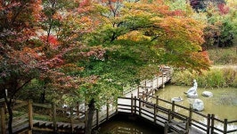 [오매, 단풍 들것네!] 단풍 오솔길 아차산성길…단풍 가로수 터널 워커힐로 (5/5)