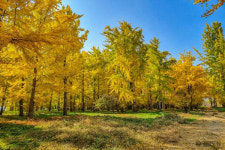 [은행나무 첫눈 맞다] 전설과 사연 켜켜이…마을 수호신 전국의 은행나무 베스트4