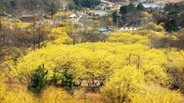 [3월 봄꽃 축제④] 사진으로 미리 보는 이천시 이천백사 산수유꽃축제 … 3월 28일부터