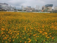 코스모스 꽃밭에서 가을에 취해 보실래요…LH세종본부, 나성동에 조성후 이달 23일 재개장