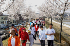 영주 서천 벚꽃 나들이 행사