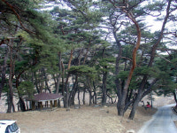 영주, 전통마을숲 복원사업 추진