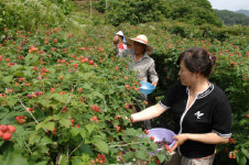 예천 복분자 첫 출하 했어요