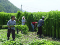 안동포마을 삼 수확 한창