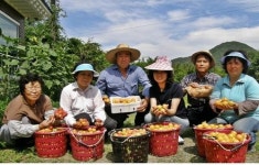 자두 따고 보람도 따고