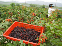 고령 신토불이 복분자 첫 출하