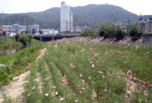 쓰레기 뒹굴던 구미천 고수부지 코스모스 꽃밭으로 변신
