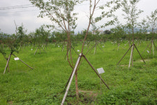 푸른 황성공원 가꾸기 훈풍