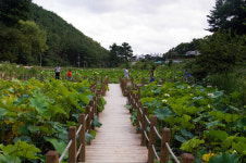 포항 양학연당 연꽃 활짝 … 웃음꽃도 활짝